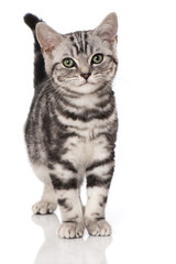 Britisch Kurzhaar Kätzchen