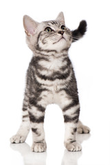 Fototapeta na wymiar Britisch Kurzhaar Kätzchen