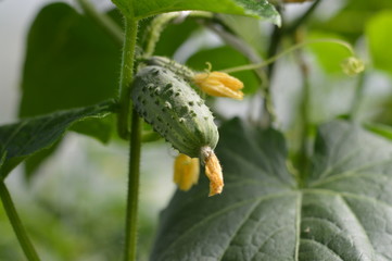 Small cucumber grown in a greenhouse