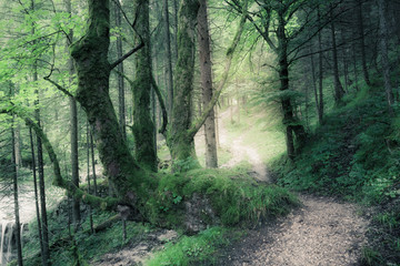 Obraz premium Green summer dark forest
