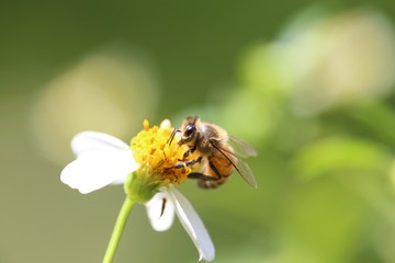 Honeybee on Wild Flower