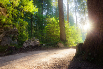 Obraz premium Green summer forest