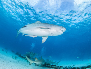 Fototapeta premium Tiger shark