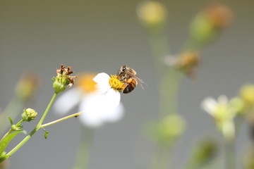 Honeybee Collecting Pollen and Nectar
