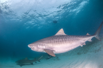 Fototapeta premium Tiger shark