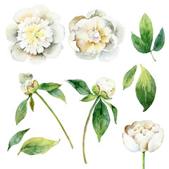 Set of floral elements on white background - 118701562