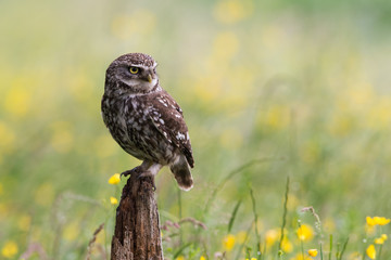 Little Owl (Athene Noctua)/Little Owl perched on old wooden stump in golden field of buttercups