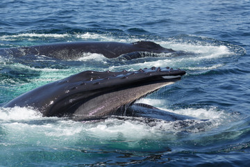Naklejka premium Humpback Whale in Provincetown MA