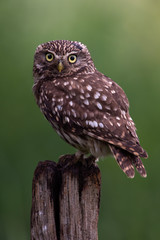 Little Owl (Athene Noctua)/Little Owl perched on old wooden stump