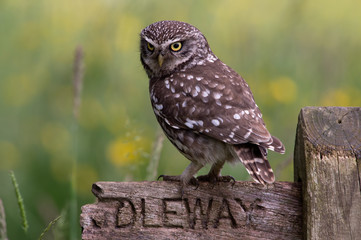 Little Owl (Athene Noctua)/Little Owl perched on old wooden sign in golden field of buttercups