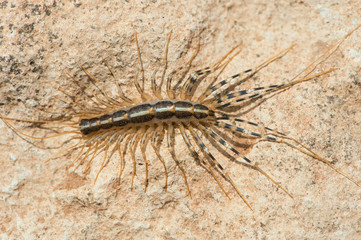 House Centipede (Scutigera Coleoptrata)/House centipede on the underside of a rock