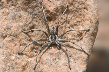 Wolf Spider (Lycosidae)/Wolf Spider on the underside of a rock © davemhuntphoto