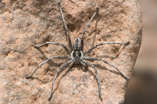 Wolf Spider (Lycosidae)/Wolf Spider on the underside of a rock