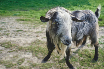 Fototapeta premium gray goat on a green field 