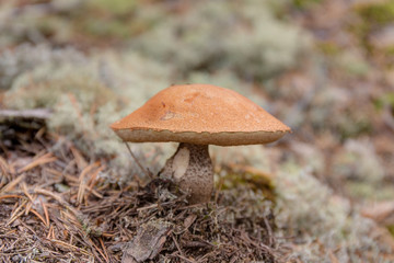 orange-cap boletus closeup