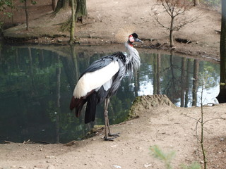 Żuraw królewski © godzio1995