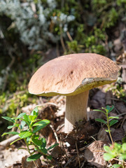 cep growing in the forest