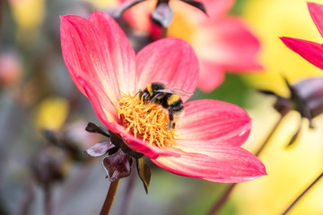 Bee on a flower