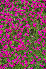 Hintergrund Sommerblumen 