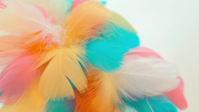 colorful video background with multicolored feathers on white