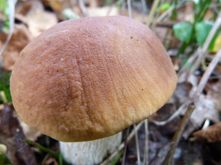 Fungus in the forest