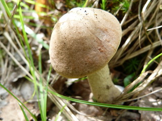 Fungus in the forest