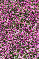 Hintergrund Sommerblumen 