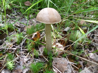 Fungus in the forest