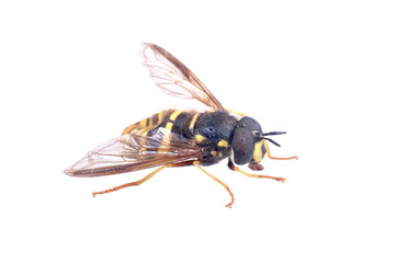 Black yellow striped fly on a white background