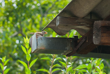 Sparrow standing on the gutter of the roof