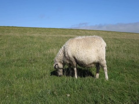 Grasendes Schaf auf Deich