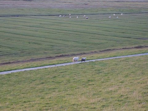 Laufende K&uuml;stenschafe