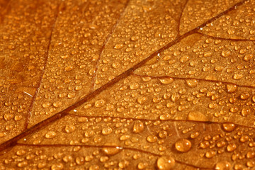 Krople deszczu na jesiennym liściu - obrazy, fototapety, plakaty