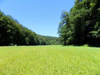 Meadow and deciduous forest