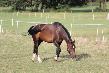 Fototapeta premium Horse on pasture