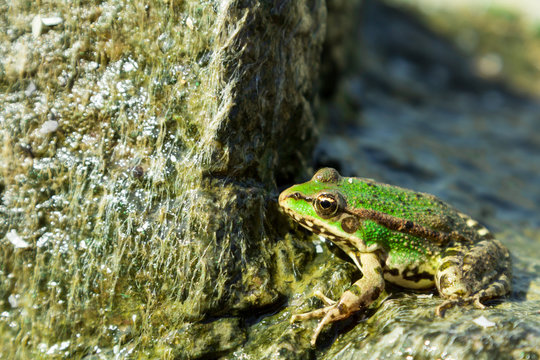 Green sea frog on stone