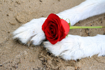 Pink rose between malamute dog paws in the sand.
