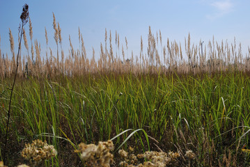 Trawy © Jacek Rodak