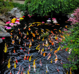 Fototapety  Kolorowe japońskie ryby Koi w stawie