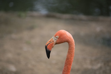 Fototapeta premium Розовый Фламинго 