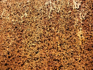 Wassertropfen auf Schlehendorn im Erlebnisgradierwerk im Sommer am Kurpark ihm Staatsbad Bad...