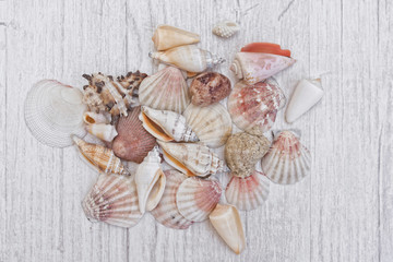 Multicolored seashells on a wooden background