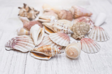 Multicolored seashells on a wooden background