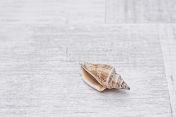 Orange seashell on a wooden background