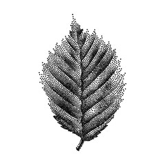 Engraving Birch Leaf Hand Drawn Vector Illustration