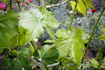 Vine home grapes