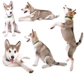 Naklejka premium Cute Malamute puppy collection isolated on white
