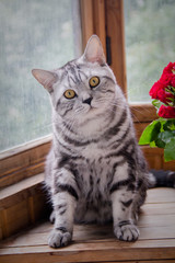 Grey cat sitting by the window, red roses