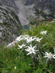 viele Edelweiß (Leontopodium nivale alpinum) vor dem Seeleinsee im Nationalpark Berchtesgaden