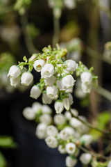 White Pieris japonica flowers in spring